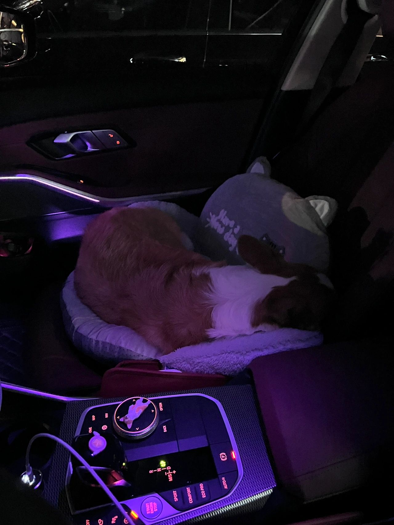 宠物萌宠狗开车内饰车载音乐(我家小可爱)-喵神素材库