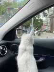 宠物萌宠猫猫咪日常坐车(宠溺)-喵神素材库