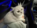 宠物萌宠猫猫咪日常坐车(好乖呀)-喵神素材库
