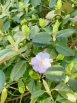 3春景樱花车流(今天出门无意中发现路边的樱花都开了好美 一阵风吹过 樱花慢慢飘落了下来整条街都是粉色的)-喵神素材库