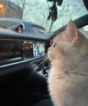宠物萌宠猫开车内饰(我的小猫咪)-喵神素材库
