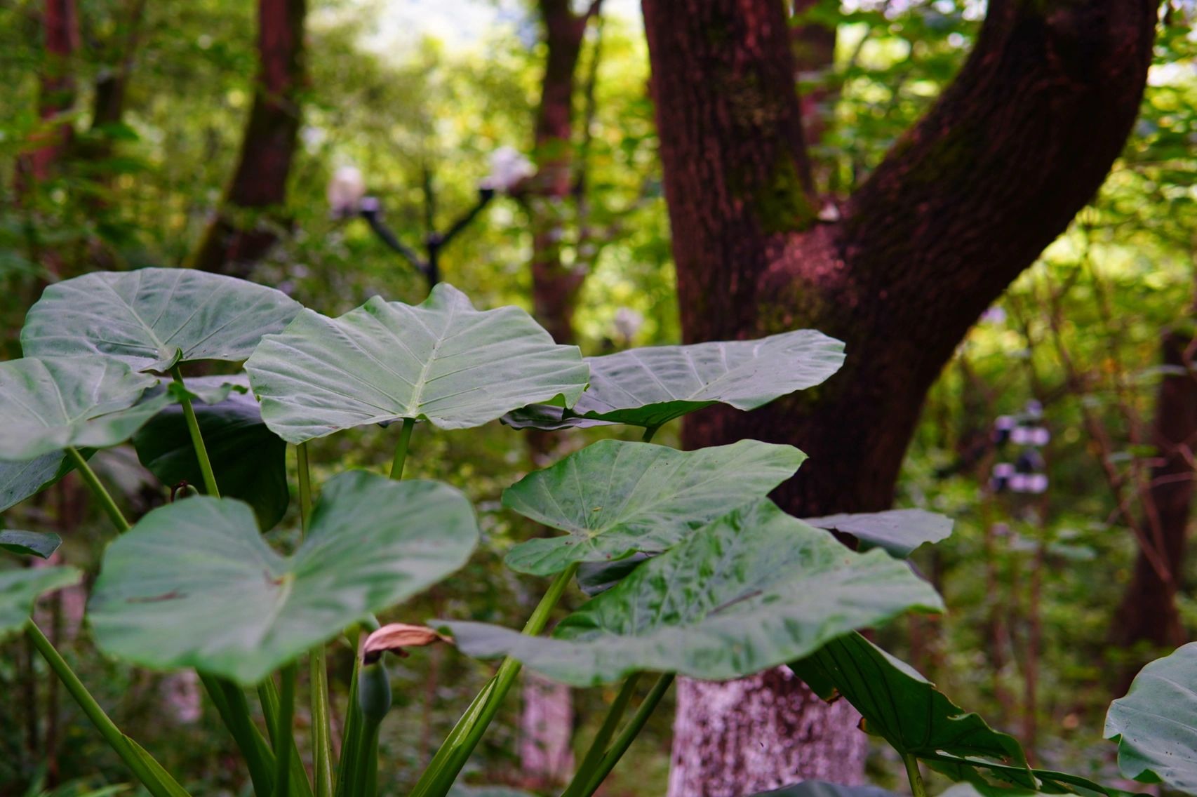 喝茶茶叶茶生活茶艺户外健身运动(我的日常)-喵神素材库
