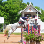 马骑马赛马比赛跳栏马术花(.然而人生辽阔眼里不应该都是爱与被爱)-喵神素材库