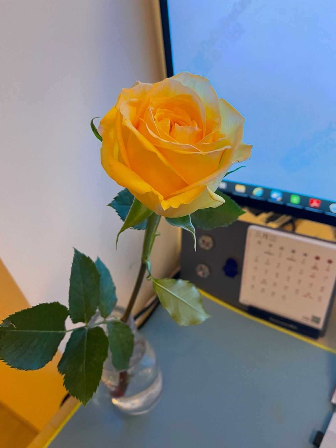 鲜花插花电脑(老公跑去買了一枝花慶祝我康復)-喵神素材库