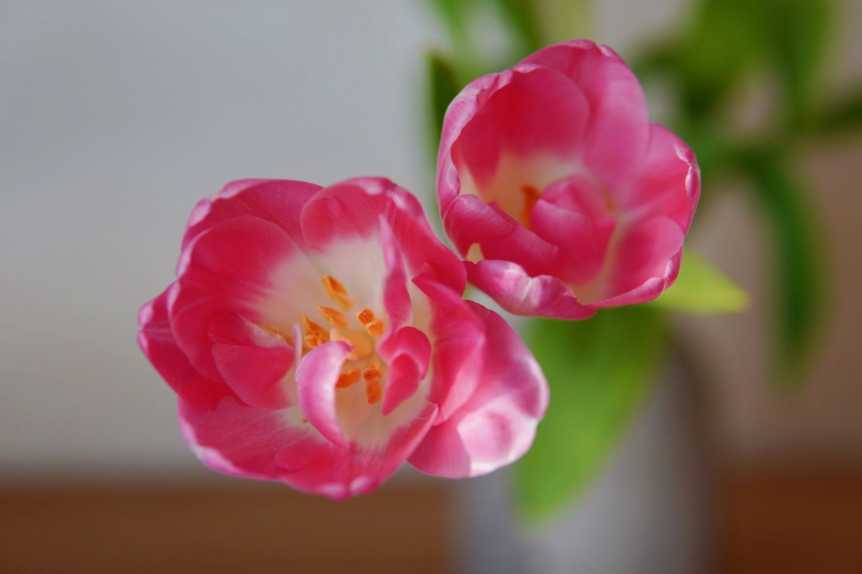 客厅喝茶茶艺茶生活插花(泡一壶好茶  )-喵神素材库