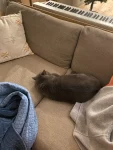家居设计钢琴美食圣诞树猫(我也有圣诞树啦PE+PVC材质果然很逼真，不喜欢太花哨的装饰只准备了灯串，结果自己把小玩偶都放上去“炫耀”，更花里胡哨了)-喵神素材库
