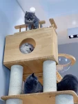 宠物猫猫猫咪别墅(什么神奇的猫爬架)-喵神素材库
