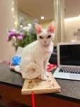 宠物萌宠猫书笔记本鲜花(我的萌宠日常)-喵神素材库