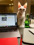 宠物萌宠猫笔记本(我家宠物好可爱 )-喵神素材库