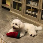 宠物狗衣服萌宠(九个月大了，一直都非常调皮，养狗的朋友告诉我狗狗小时候都淘，可是啥时候才能让尼莫能乖乖地呢？一转眼小背心就成发箍了)-喵神素材库