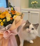 宠物萌宠猫鲜花花束礼物( 我的小猫咪)-喵神素材库