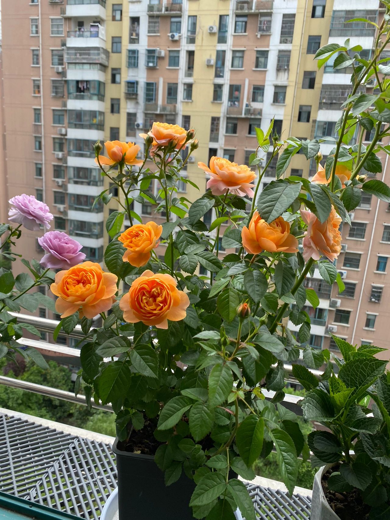 养花鲜花盆栽绿植月季(总之岁月漫长，然而值得等待。)-喵神素材库