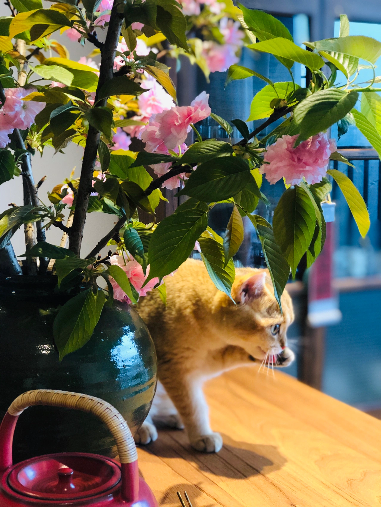 茶台茶具茶器绿植鲜花(今天的茶席太绝了！早上一起来就迫不及待摆上。斑驳的光与影真的有一种在樱花树下喝茶的感觉。这个粉色简直太让人喜欢了)-喵神素材库