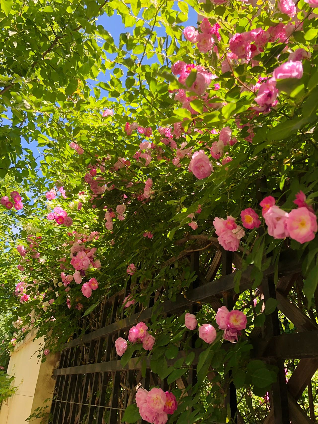 风景摄影拍照旅游蓝天白云鲜花绿植(轻轻打开五月的绿意葱茏，迎着阳光的明媚和灿烂，静静看一场花开，于心中，盈满始终如一的温暖，将所有走过的风景一一收藏。)-喵神素材库