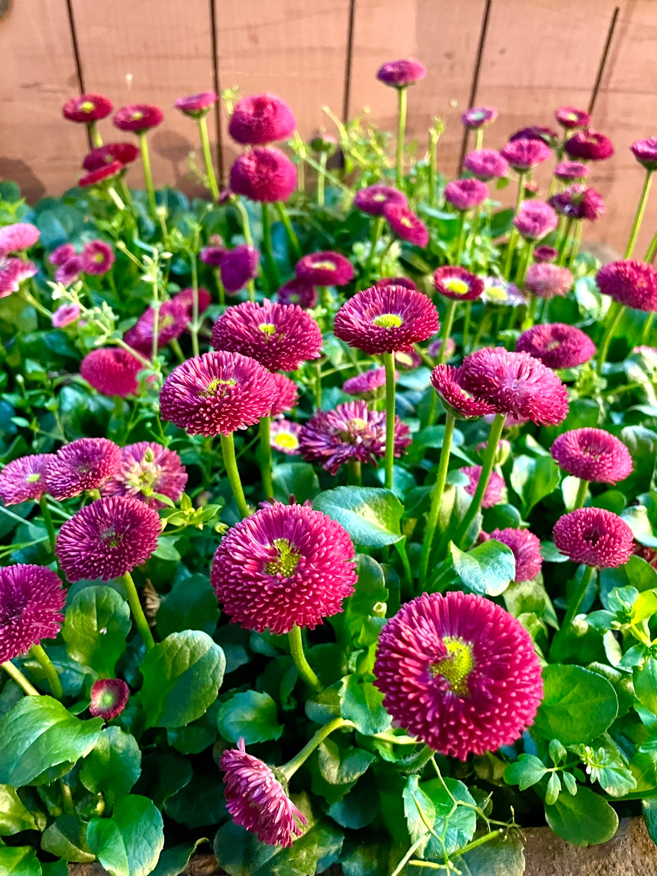 郁金香鲜花城市街道灯光 (绿化带里的花夜色暗涌)-喵神素材库