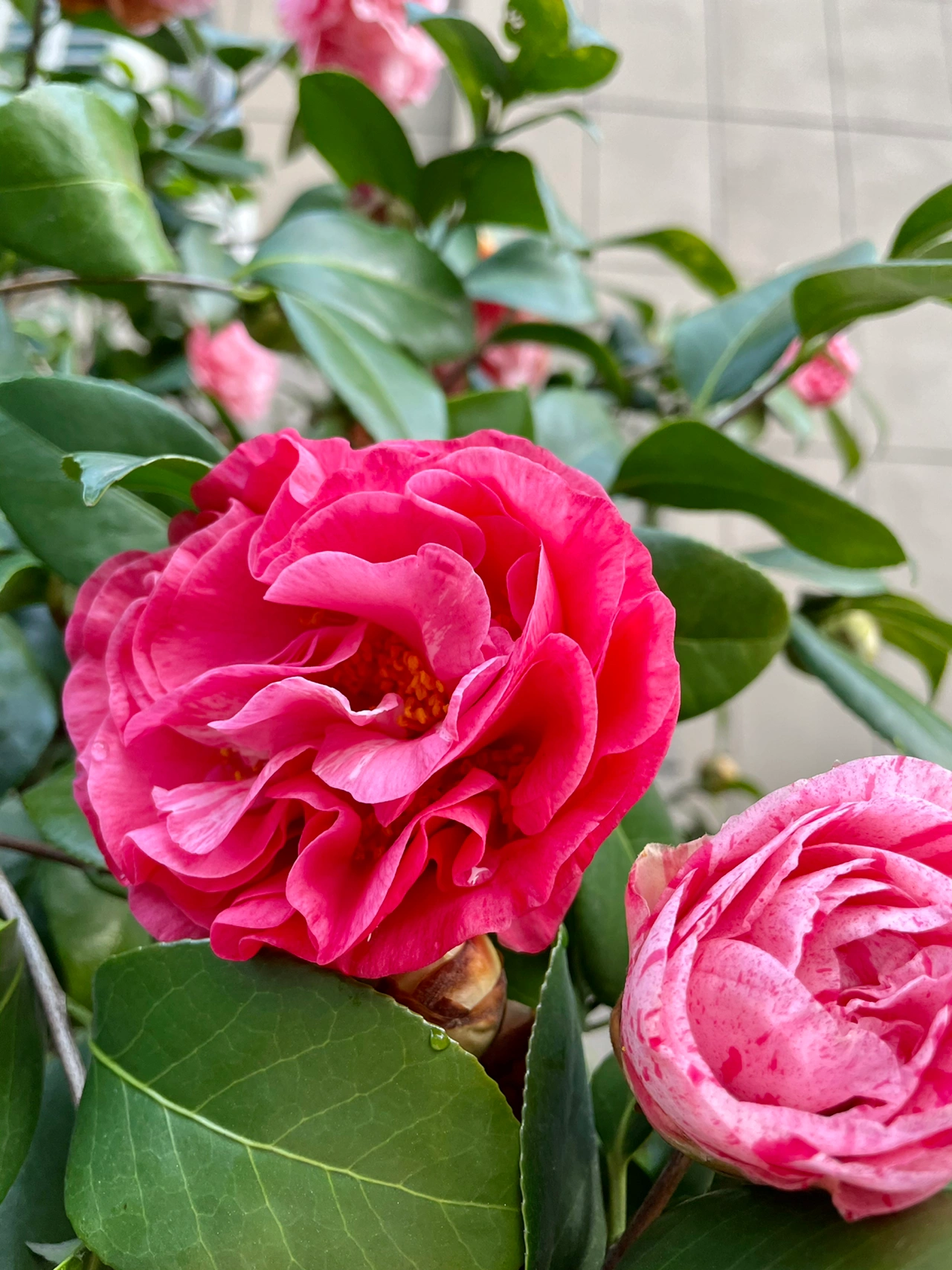 8种花鲜花 花(花比脸大系列)-喵神素材库
