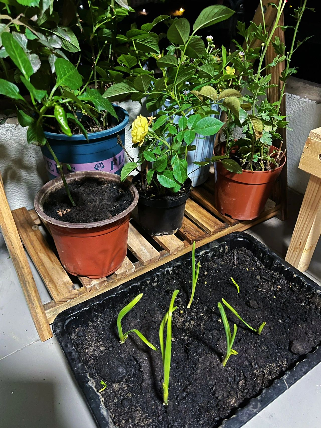 阳台鲜花绿植菜园(终于下完雨了，阳台的植物被雨打的稀里哗啦的，以为他们都已经被摧残了，今天停雨了，整理了一下，发现，原来大家过得还挺好。)-喵神素材库
