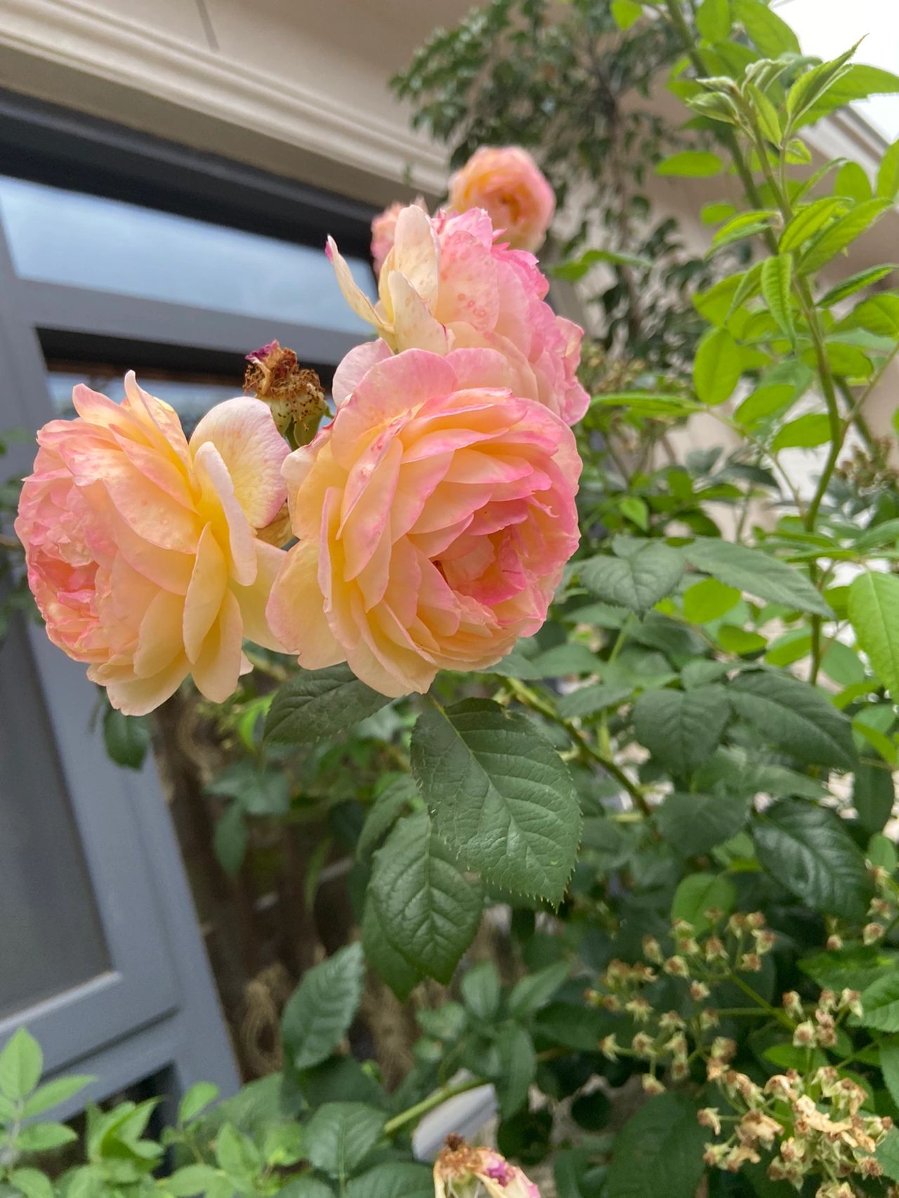 鲜花花园开车(离我远点啊 )-喵神素材库