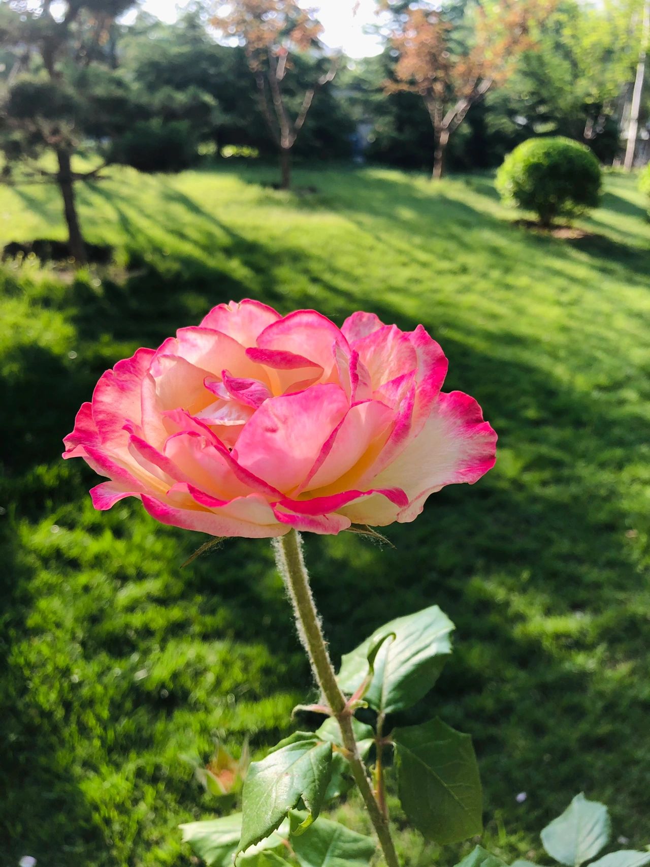 鲜花月季花卉风景拍照(轻轻，剪一段此刻的光阴，于晨光中恋一朵花开，醉一场满园芳菲…… )-喵神素材库