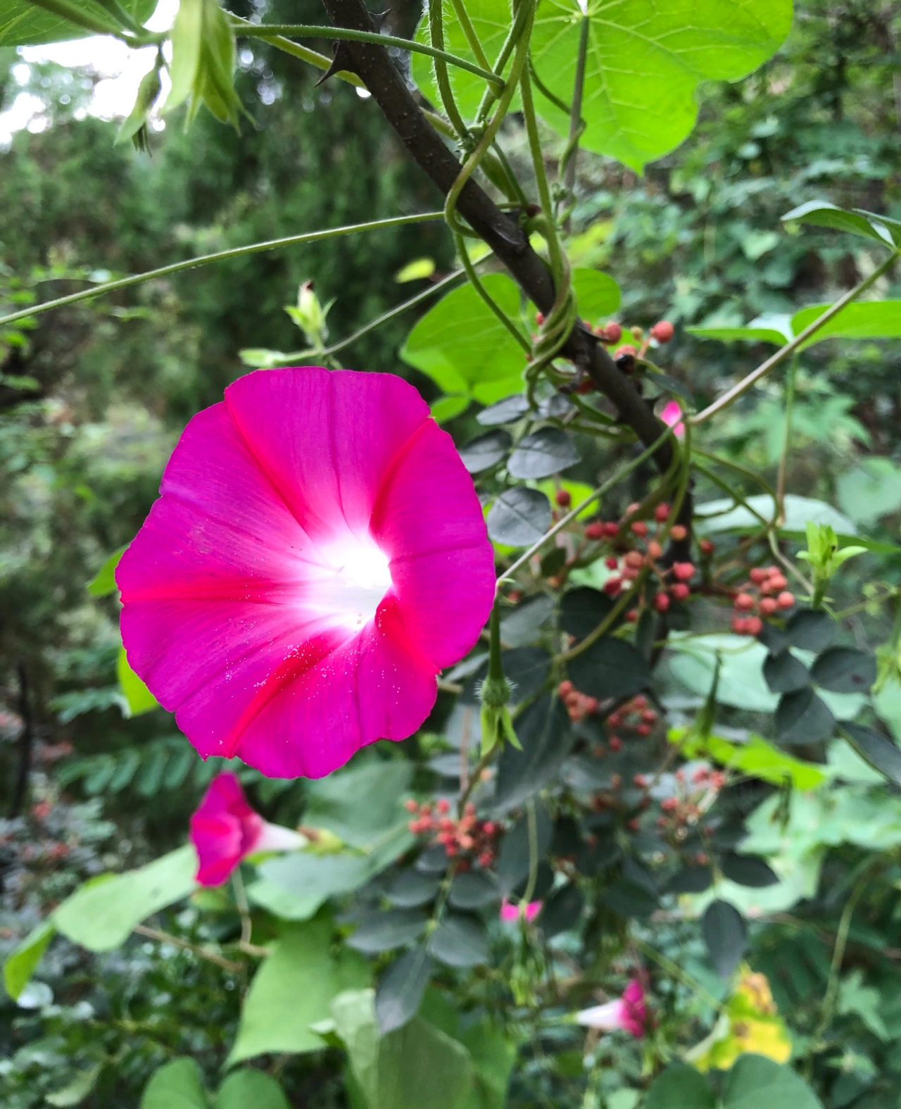 美景鲜花旅游(秋天的花儿，以不张扬的明媚，温润着季节，惊艳着眼眸，在秋天里绽放着独有的光辉。 )-喵神素材库