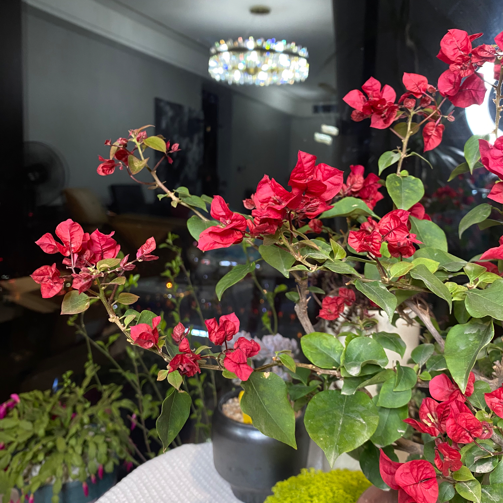 鲜花花卉植物(我已经盯着它看看好久好久了)-喵神素材库