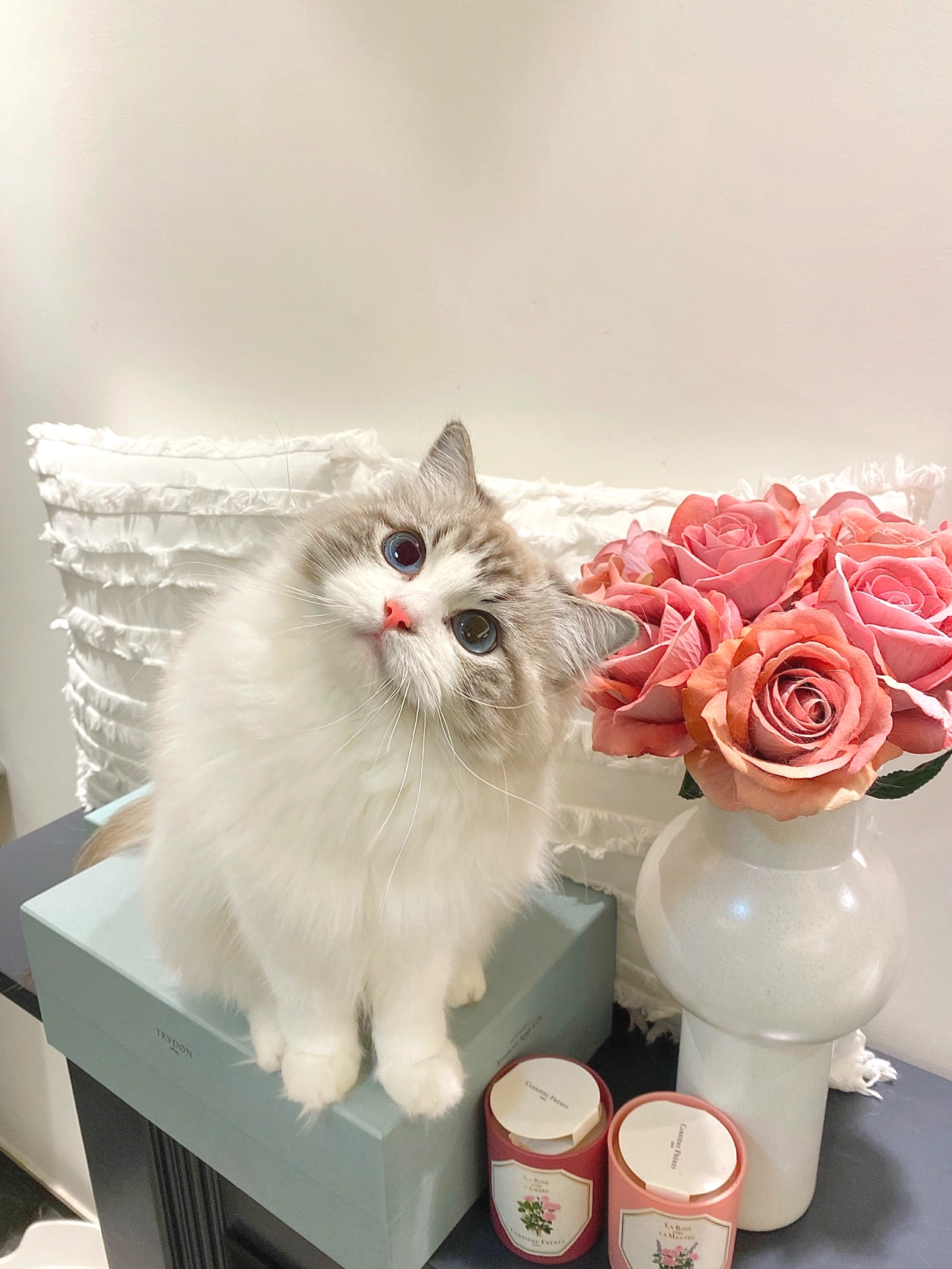 宠物萌宠猫猫咪日常鲜花玫瑰花(“周五啦 开心到想跟全世界贴贴又可以跟我麻一起窝在被子里睡到自然醒啦”小猫咪的快乐简简单单)-喵神素材库