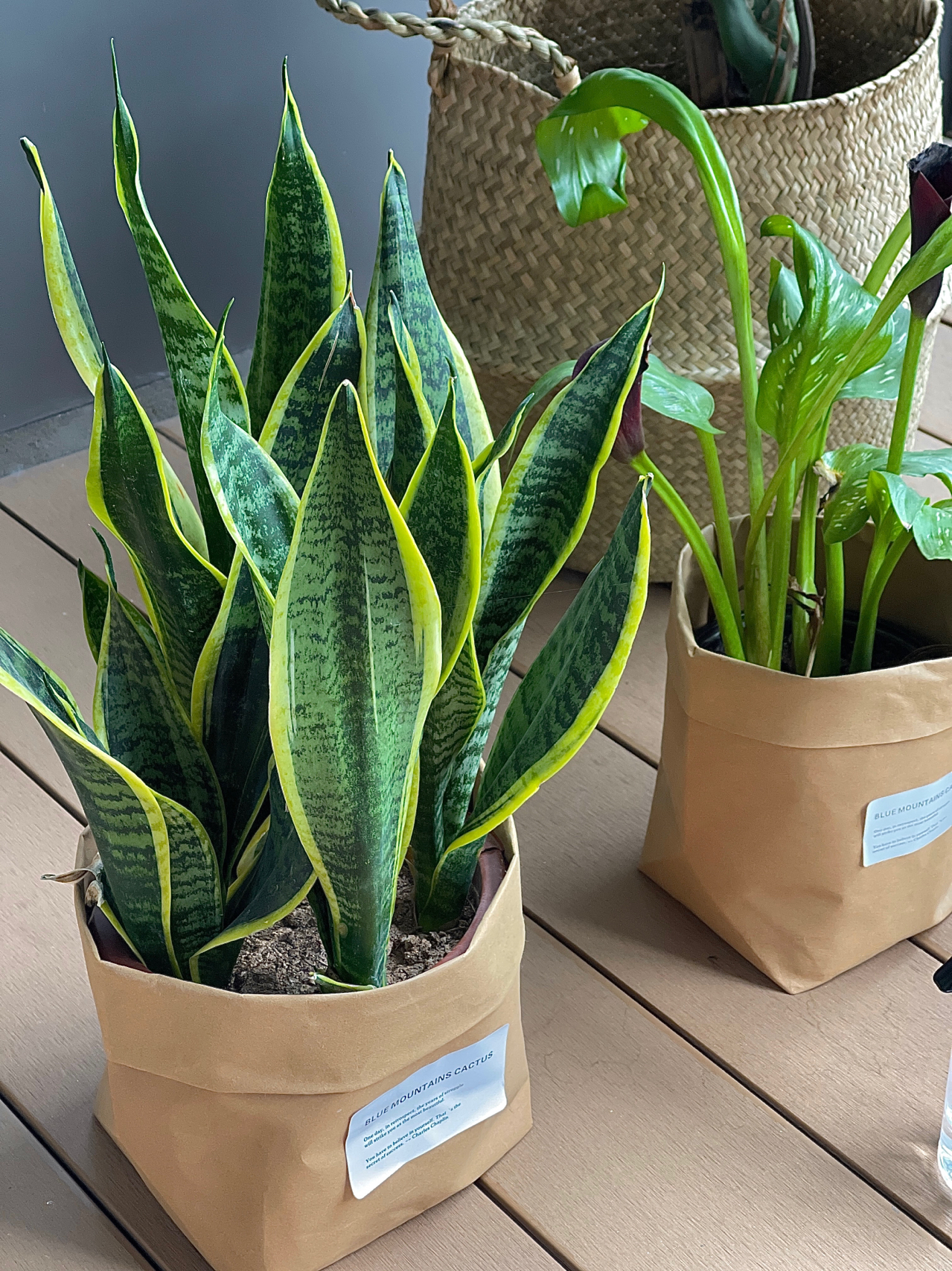 绿植鲜花植物仙人掌阳台家具(阳台的精髓就是绿植)-喵神素材库