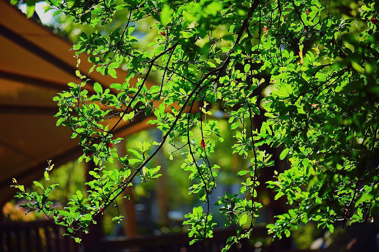 鲜花花卉绿植风景(石榴花可以这么好看 )-喵神素材库
