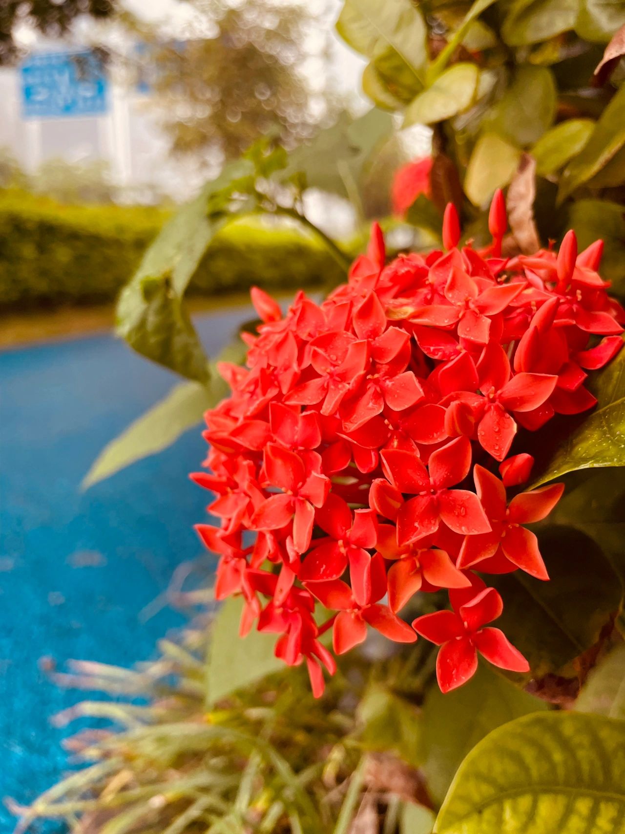 鲜花植物摄影拍照( 在你面前全部都失了颜色)-喵神素材库