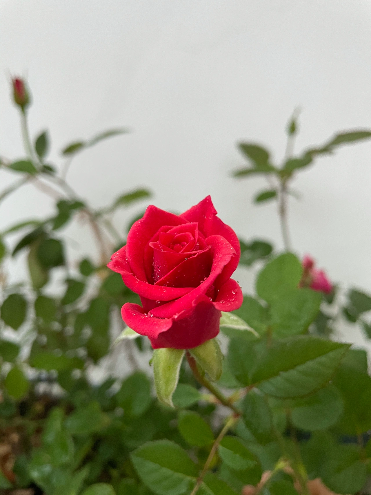 鲜花月季玫瑰阳台(从春天开到冬天的花 )-喵神素材库