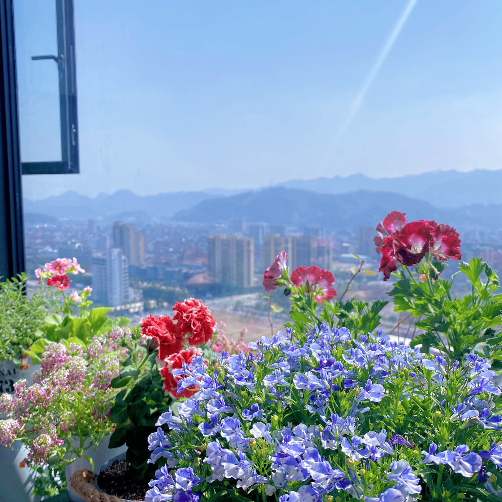 阳台花园鲜花花卉(天气特别好)-喵神素材库