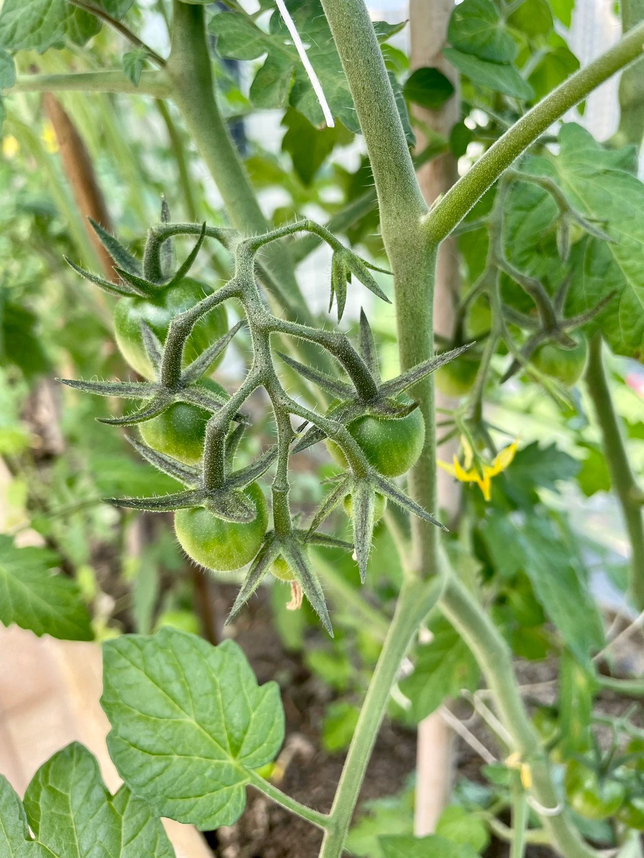 阳台鲜花绿植种菜番茄(阳台种菜 )-喵神素材库