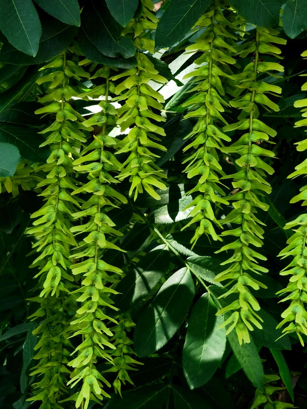 风景鲜花花卉(抓住春天的尾巴，溜走了就是夏天了 )-喵神素材库