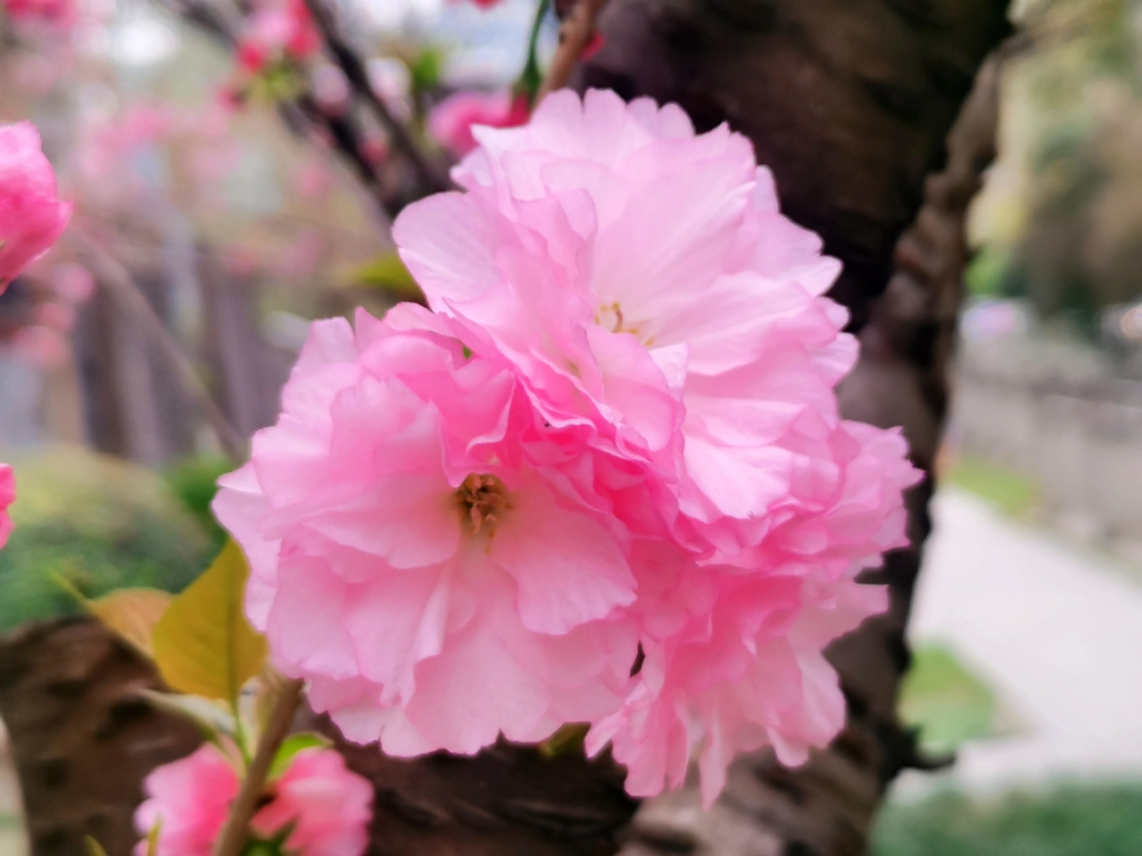 花鲜花粉色(桃花十里，都不如你……十里樱花十里尘，粉面佳人梦里人…… )-喵神素材库