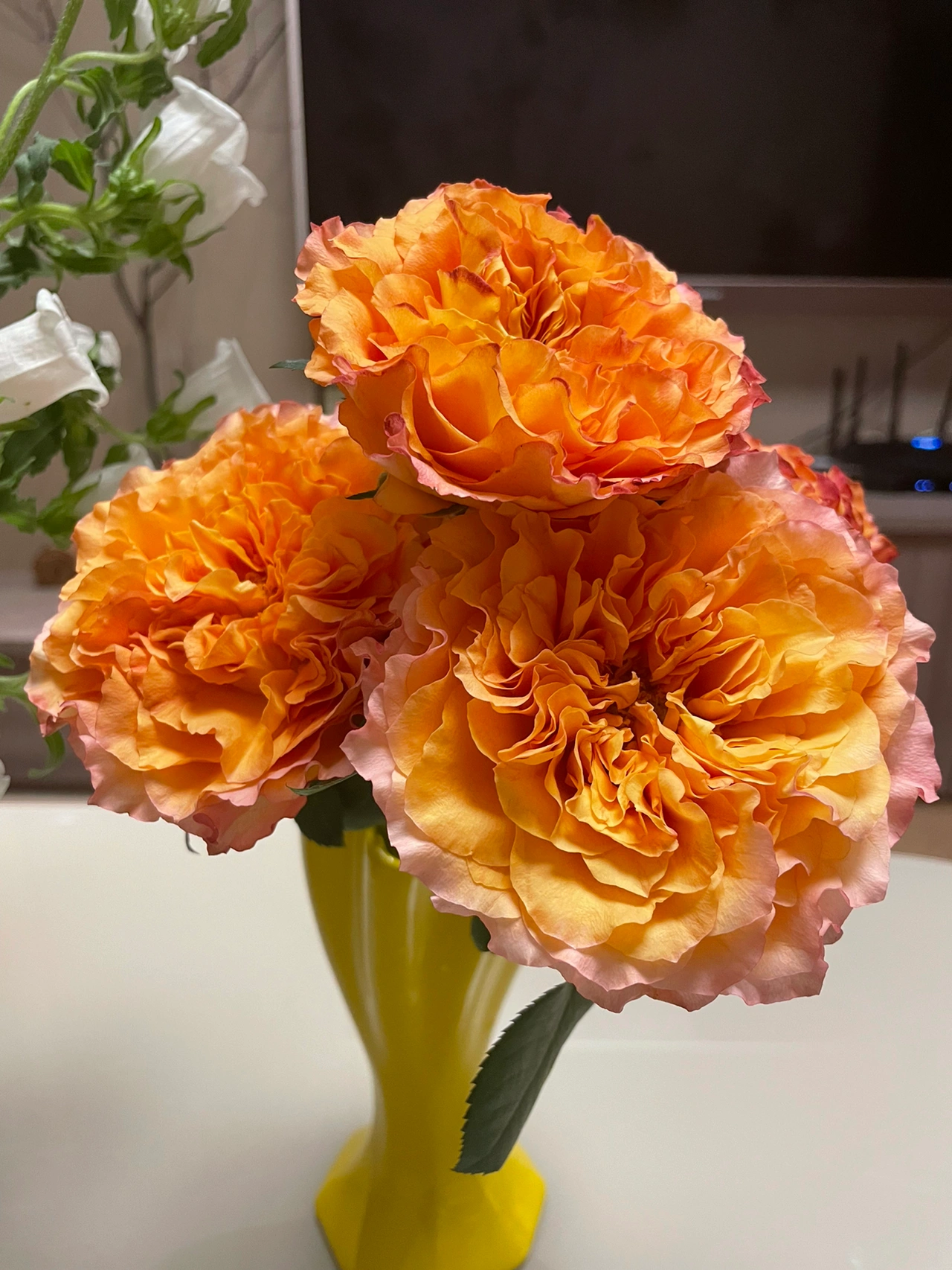 玫瑰插花鲜花礼物(把春天搬进家)-喵神素材库