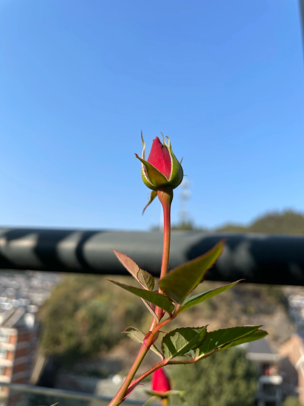 花鲜花绿植仪式感阳光影子( 光、影、花迷失在这个世界里)-喵神素材库