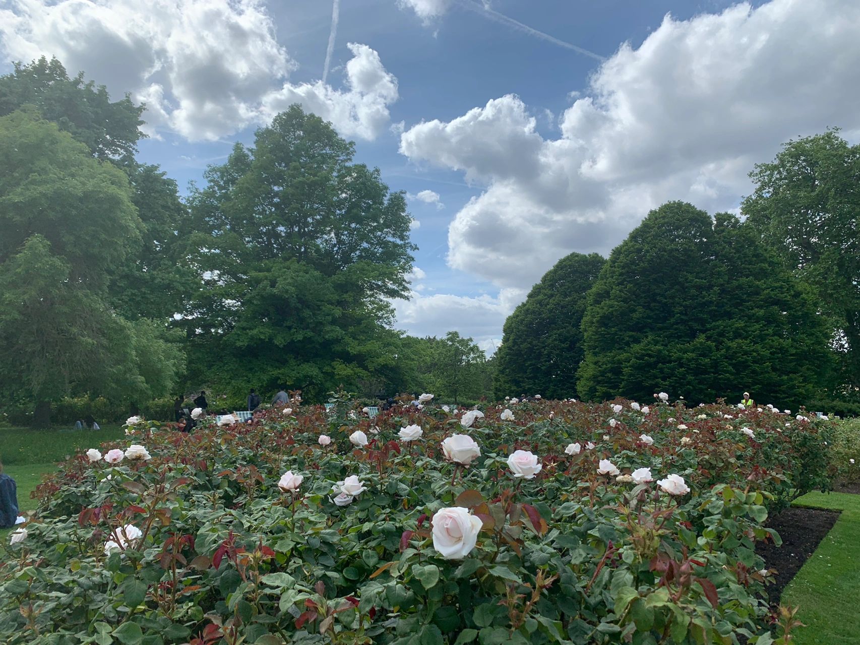 风景摄影拍照旅游蓝天白云鲜花绿植(出门晒太阳 )-喵神素材库