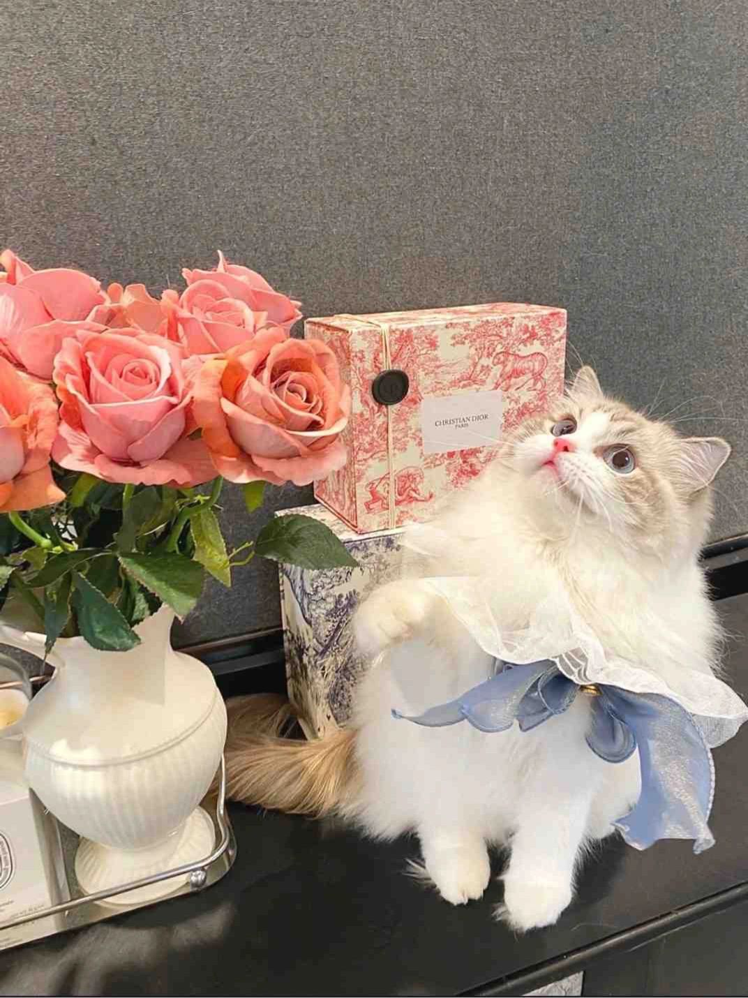 鲜花花卉插花宠物猫(我那么小，可世界全与我有关，我不忧也不惧。)-喵神素材库