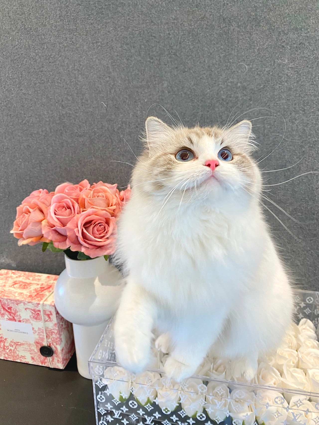 宠物萌宠猫猫咪日常鲜花玫瑰花(这个小眼神，可可爱爱)-喵神素材库