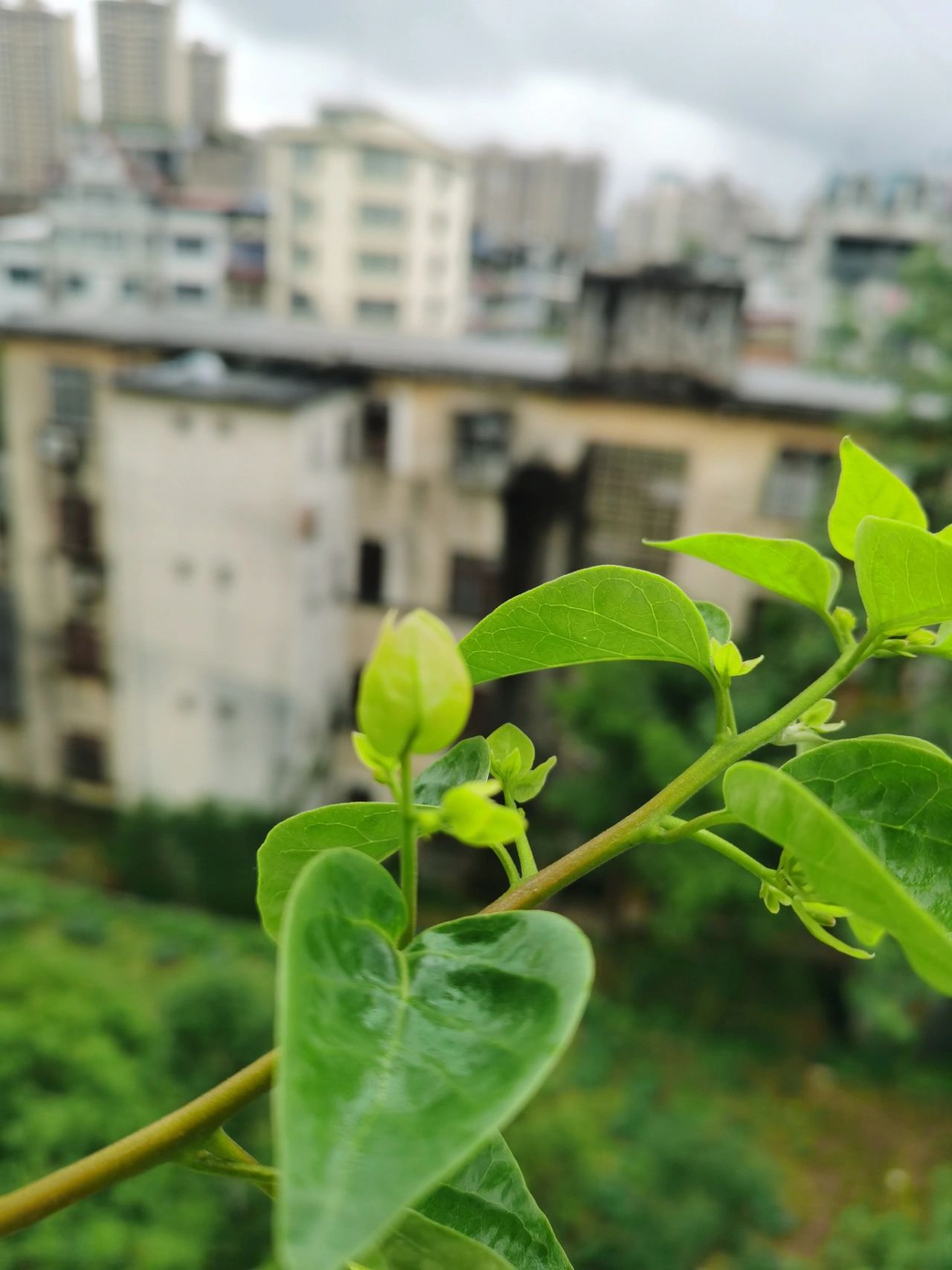 阳台花园鲜花绿植盆栽盆景多肉(​少爷去打网球，我宅家看花，不舍得出门)-喵神素材库