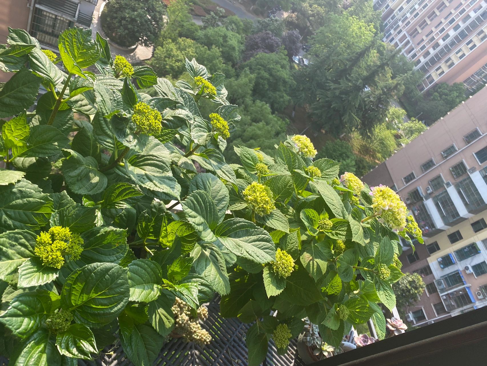 4粉色龙沙宝石月季阳台鲜花绿植(静待花开)-喵神素材库