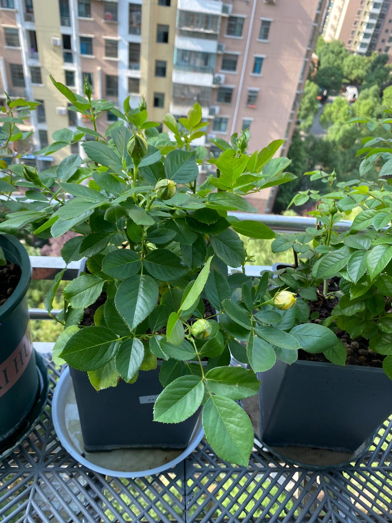 阳台鲜花绿植植物(我的月季花)-喵神素材库