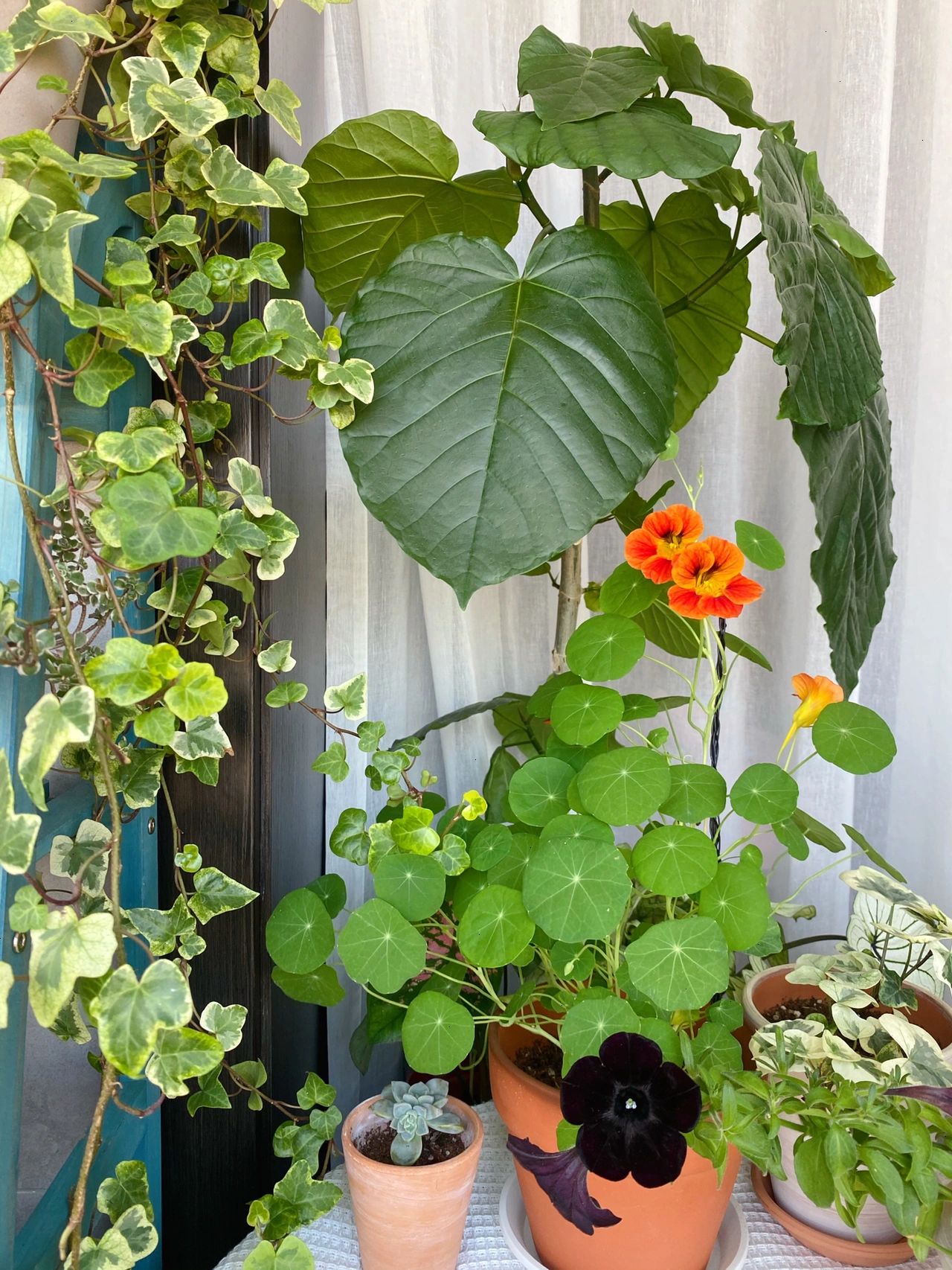 阳台花园鲜花绿植盆栽盆景多肉(坐在阳台喝喝茶，拍拍照)-喵神素材库