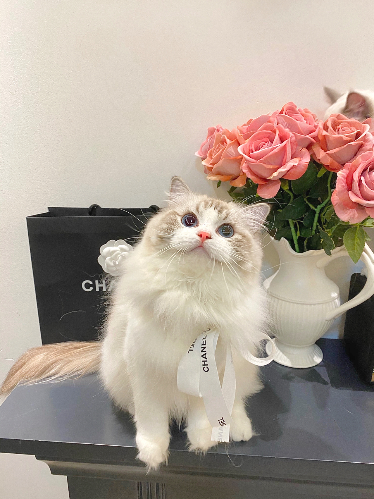 宠物萌宠猫猫咪日常鲜花玫瑰花(天冷啦没有什么事的话就像我一样在家吃吃喝喝睡睡养肉肉吧宅一宅更可爱哦 )-喵神素材库