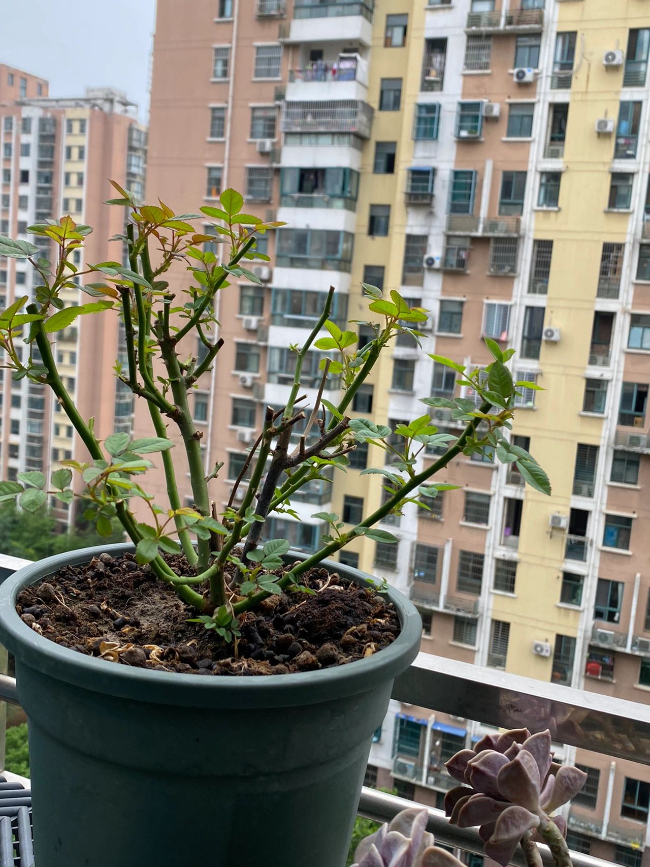 阳台鲜花绿植植物(阳台月季  )-喵神素材库