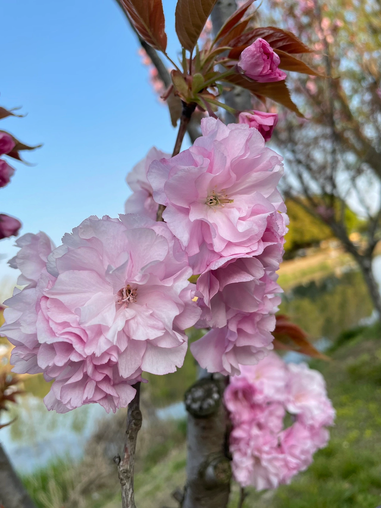 鲜花美景拍照旅游(一个窝囊的男人，活在世上一事无成；一个怯懦的男人，面对危难惊慌失措；一个琐碎的男人，眼中尽是鸡毛蒜皮。不窝囊的男人，应有奋斗的精神和自立的能力；不怯懦的男人，应有坚强的意志和临危不惧的勇气；不琐碎的的男人；应有开阔的胸怀和眼光。 )-喵神素材库