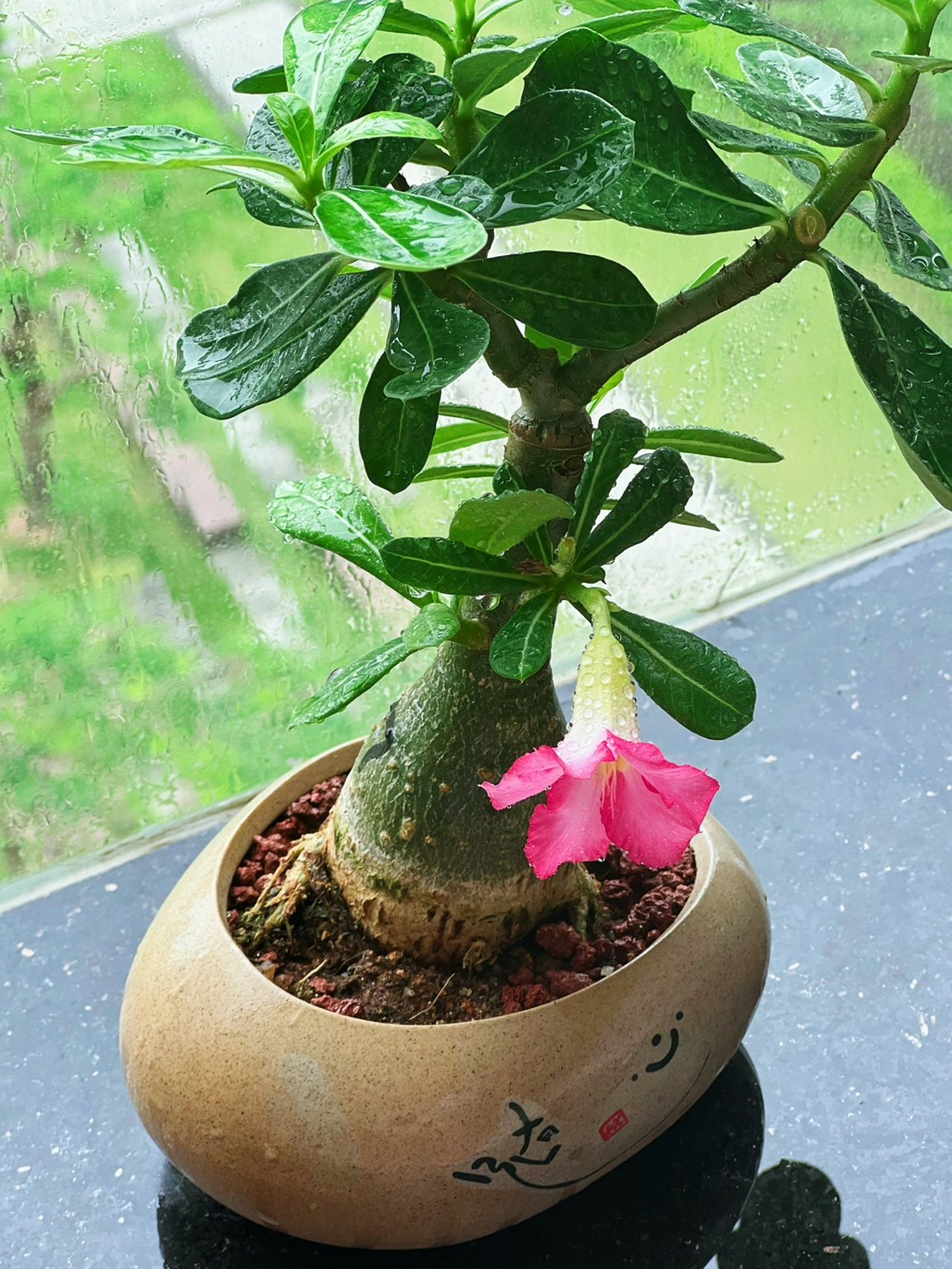 4沙漠玫瑰阳台鲜花绿植(我的沙漠玫瑰开花了)-喵神素材库