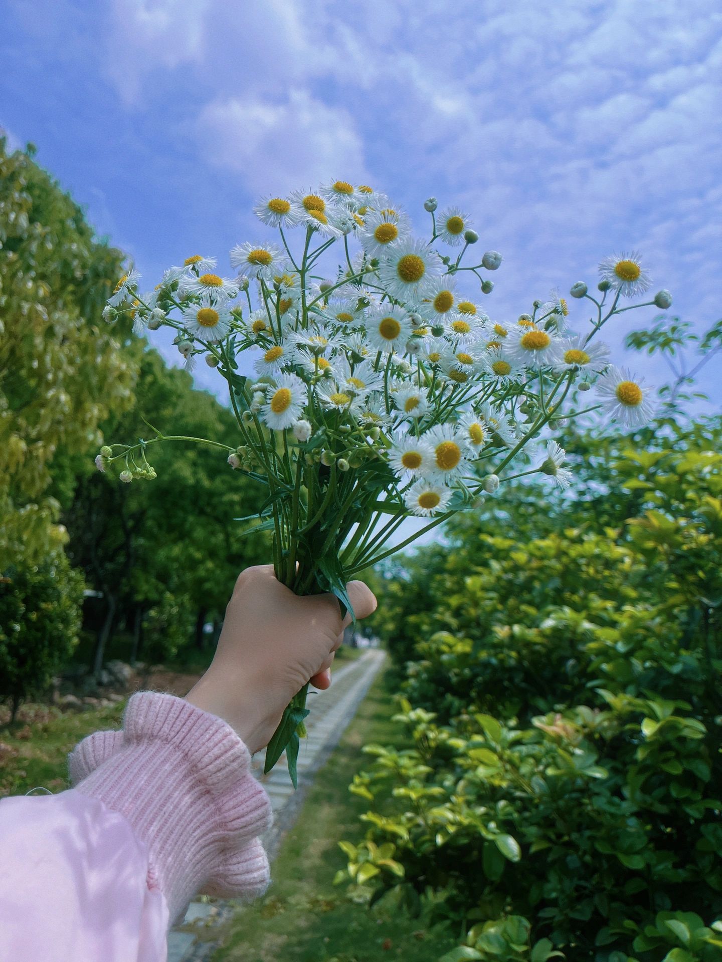 手手控鲜花风景(“喜欢笑的人不一定快乐，但喜欢对你笑的人一定希望你快乐” )-喵神素材库