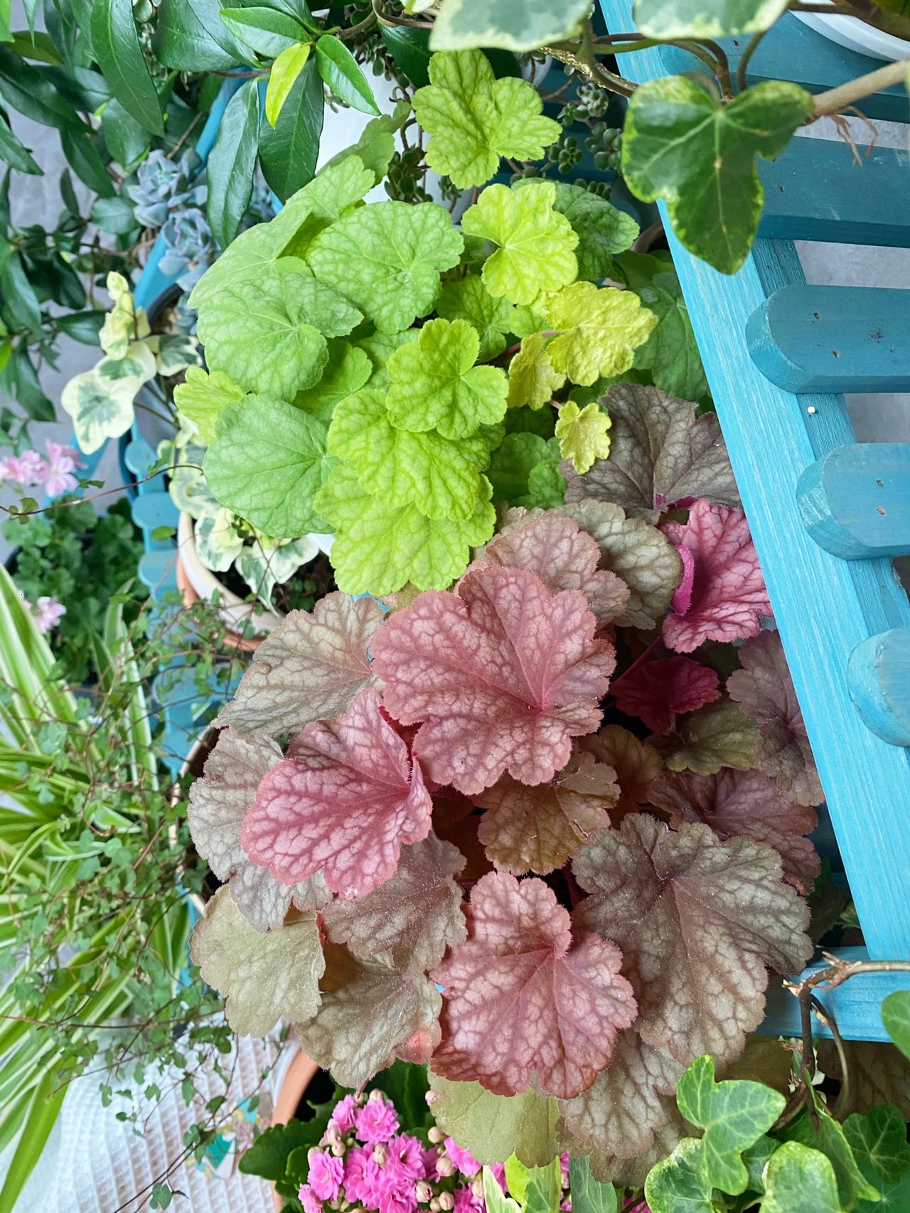 阳台鲜花绿植植物(阳台花园)-喵神素材库