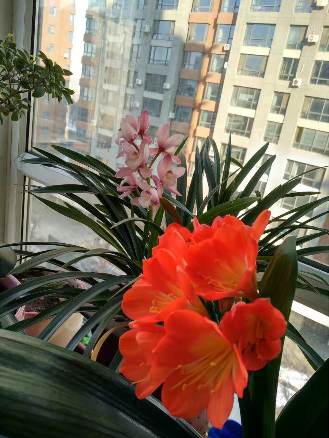 阳台花园庭院种植鲜花月季君子兰(来一波家中的养花成果 )-喵神素材库